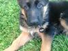 Schæferhund Nørrehedens Ico [ Himmelhund]