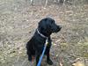 Labrador retriever Smilla
