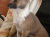 Chihuahua Rhodana's Sita [ Himmelhund]