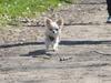 Chihuahua Mazey (Tut)