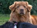 Nova scotia duck tolling retriever charlie