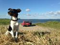 Dansk svensk gaardhund Bimmer