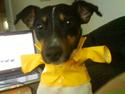 Dansk svensk gaardhund Gizmo