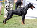 Dobermann Proud Danish Eye Of French Kiss