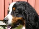 Berner sennenhund Alvin