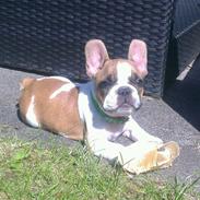 Fransk bulldog Nemo