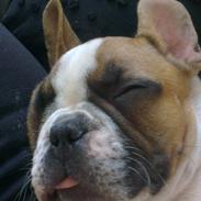 Fransk bulldog Nemo