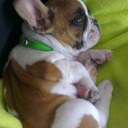 Fransk bulldog Nemo