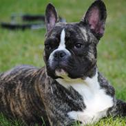 Fransk bulldog Chino