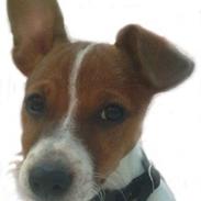 Blanding af racer Gucci pigen