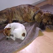 Blanding af racer Gucci pigen