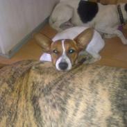 Blanding af racer Gucci pigen