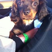 Cavalier king charles spaniel Baloo