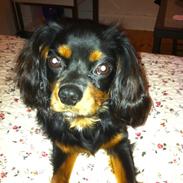 Cavalier king charles spaniel Baloo