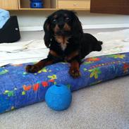 Cavalier king charles spaniel Baloo