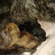 Blanding af racer Bastian