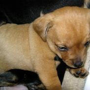 Blanding af racer Bastian