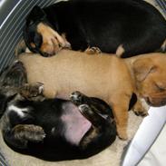 Blanding af racer Bastian