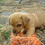 Blanding af racer Bastian