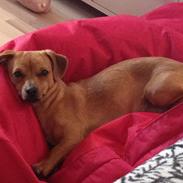 Blanding af racer Bastian