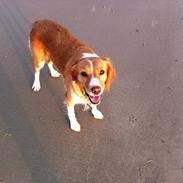 Breton Bessie