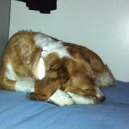 Breton Bessie