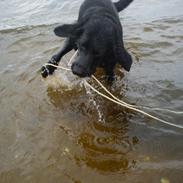 Labrador retriever Tessie - Også kaldt VBT! <3