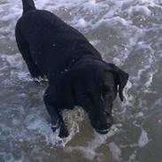 Labrador retriever Tessie - Også kaldt VBT! <3