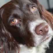 Kleiner münsterländer Max