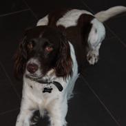 Kleiner münsterländer Max