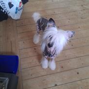 Chinese crested hårløs Ozzy <3