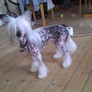 Chinese crested hårløs Ozzy <3