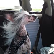 Chinese crested hårløs Ozzy <3