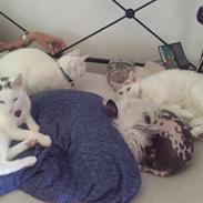 Chinese crested hårløs Ozzy <3