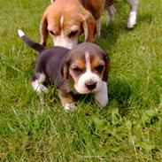 Beagle Jako