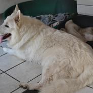 Hvid Schweizisk Hyrdehund Jet - Junglens Jet