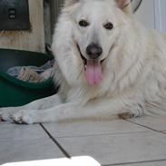 Hvid Schweizisk Hyrdehund Jet - Junglens Jet