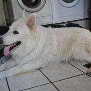 Hvid Schweizisk Hyrdehund Jet - Junglens Jet