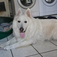 Hvid Schweizisk Hyrdehund Jet - Junglens Jet