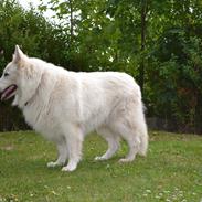 Hvid Schweizisk Hyrdehund Jet - Junglens Jet