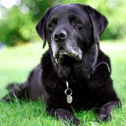 Labrador retriever Rosa