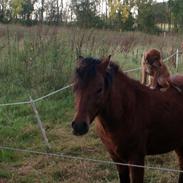 Blanding af racer Tjalfe [ o o o ]