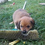 Blanding af racer Tjalfe [ o o o ]