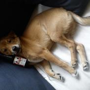 Blanding af racer Tjalfe [ o o o ]