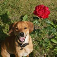 Blanding af racer Tjalfe [ o o o ]