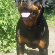 Rottweiler Enrica Vom Hause Desteny