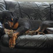 Rottweiler Enrica Vom Hause Desteny