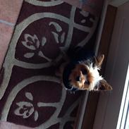 Yorkshire terrier Justin