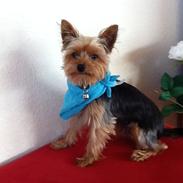 Yorkshire terrier Justin