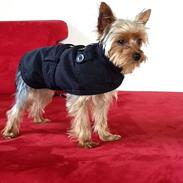 Yorkshire terrier Justin